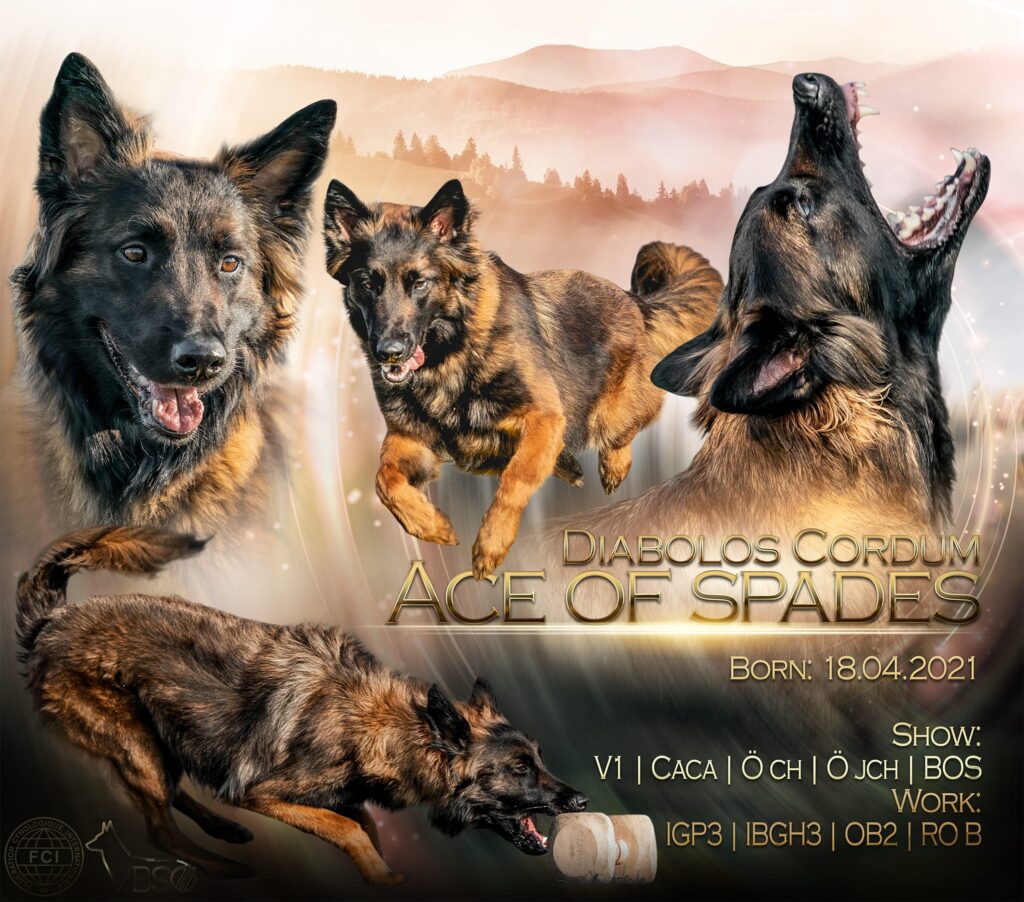 Ace of Spades Portfolio