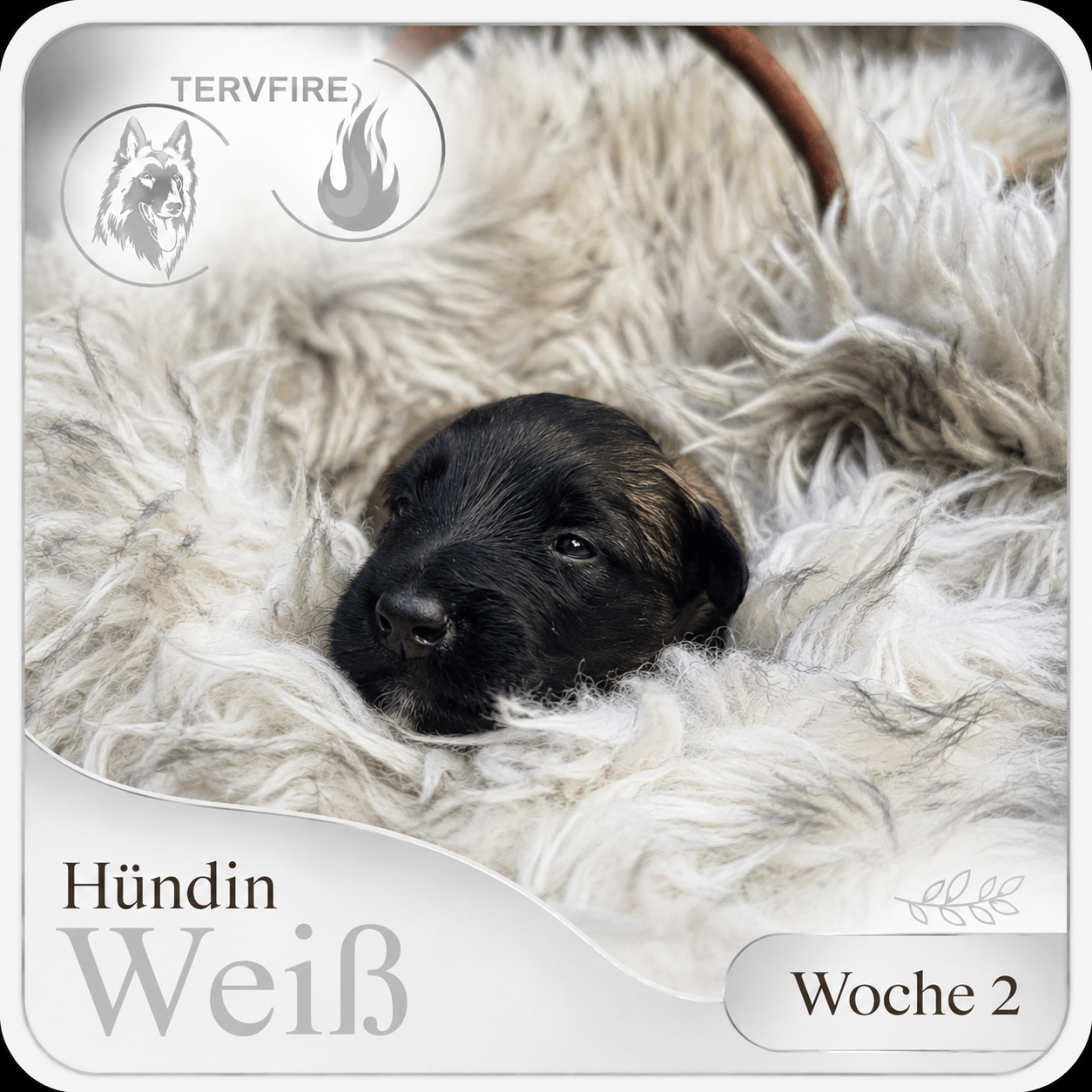 Weiß