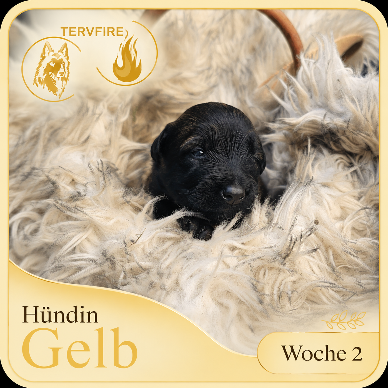 Gelb