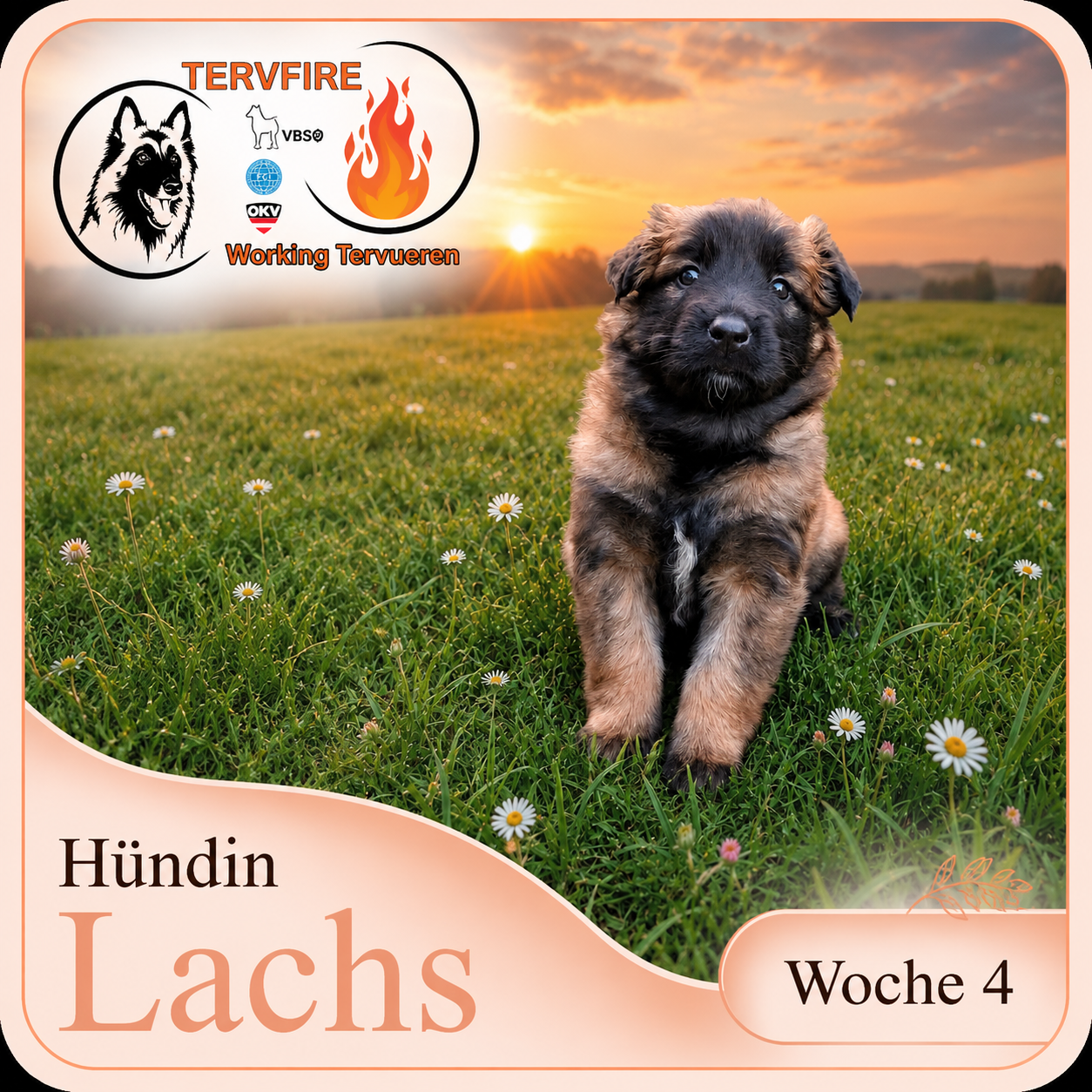 Lachs