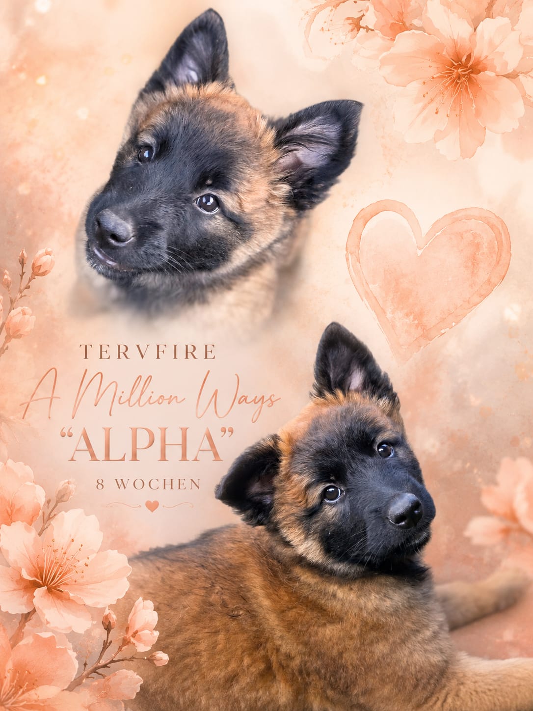 Alpha